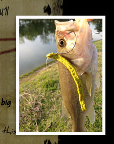 Largemouth Bass caught with "Lightnin' Bug" Fish Food Worm