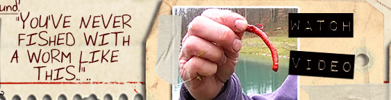 Video using "Blood Red" fish food worm