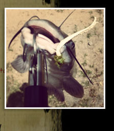 Catfish caught with "White" Fish Food Worm