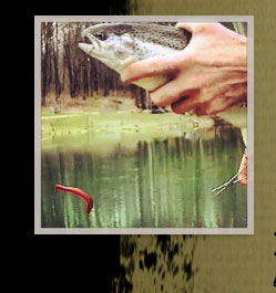 Rainbow Trout caught using "Blood Red" Fish Food Worm